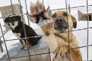 Les chiens et chats devront patienter pour un nouveau refuge à Uvrier